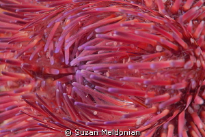 Urchin Globe, as the wind folds down, high 5 knot wind. by Suzan Meldonian 